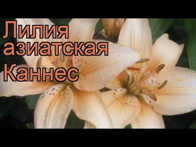 Лилия азиатская Каннес (lilium)  азиатская лилия Каннес обзор: как сажать, рассада лилии Каннес