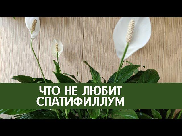 Что не любит спатифиллум (женское счастье)