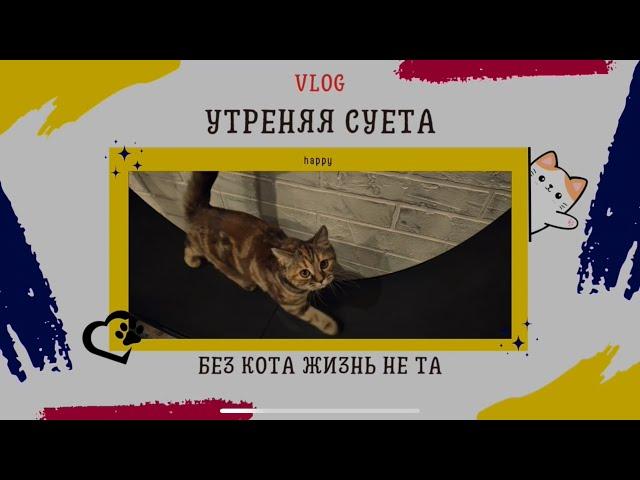 VLOG: Утренняя суета с кошками 