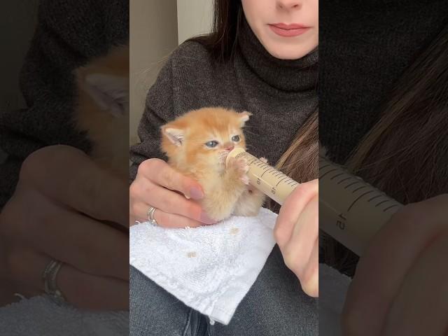 FOOD TIME #goldenwhiskerscattery #kitten #britishshorthair #bottlefeeding #yum