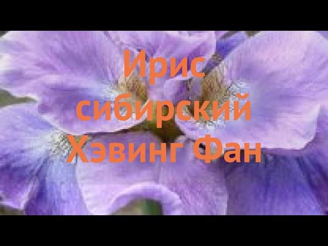 Ирис сибирский Хэвинг Фан (iris sibirica)  обзор: как сажать, саженцы, луковицы ириса Хэвинг Фан