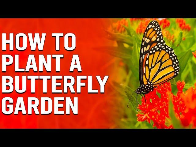 How to Plant a Butterfly Garden - Tips for Attracting Butterflies