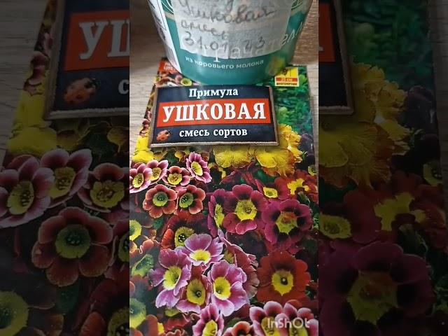 Как вырастить из семян Примулу, Ясколку, Эдельвейс, Люпин. Многолетние цветы, посев 31 января 2023г