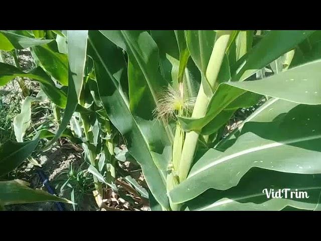 cuantos meses tarda en estar los elotes