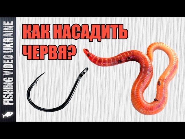 How to hook a worm