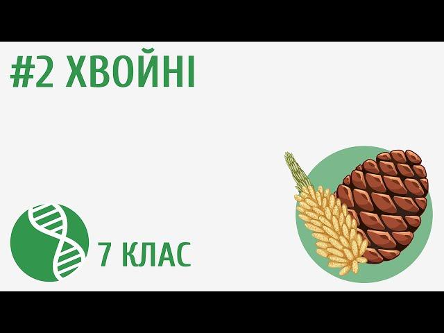 Хвойні #2