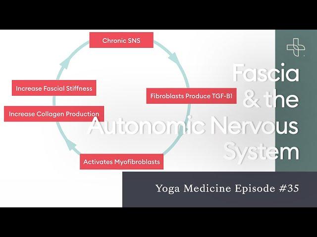 Fascia & the Autonomic Nervous System