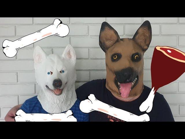 Bear suit, dogs and other animals masks videos البالونات والحيوانات الأليفة