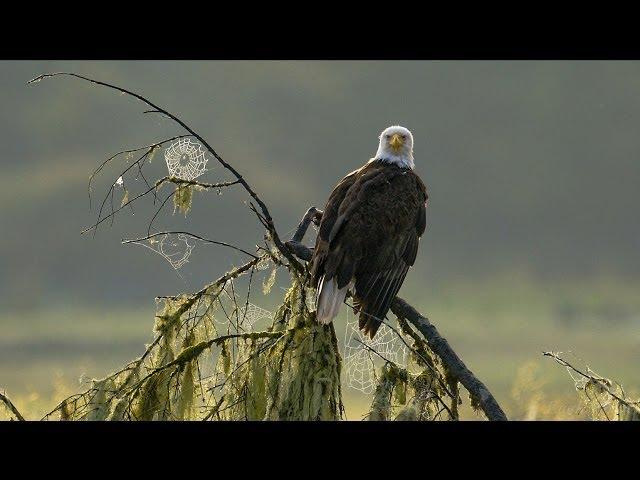 Port Hardy, BC / Eagle Nova Films' "Outdoor Treasures" Series