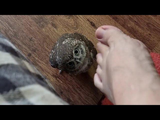 Nothing abnormal, YouTube! I'm just scratching an owl with my foot!