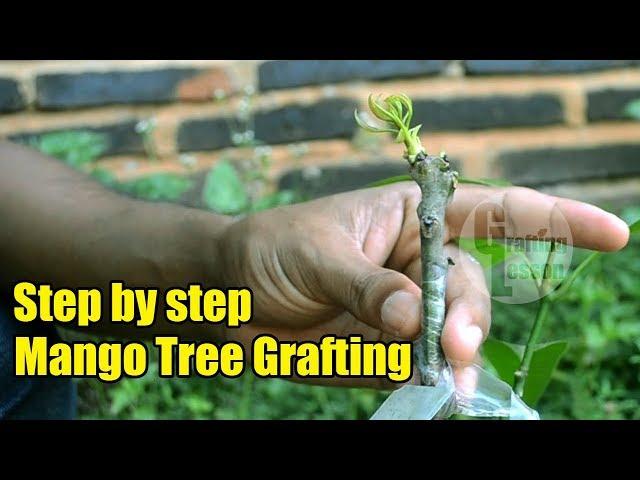 Mango Tree Grafting Step by Step 100% Success