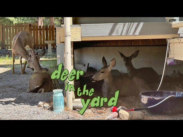 Deer Under the Porch