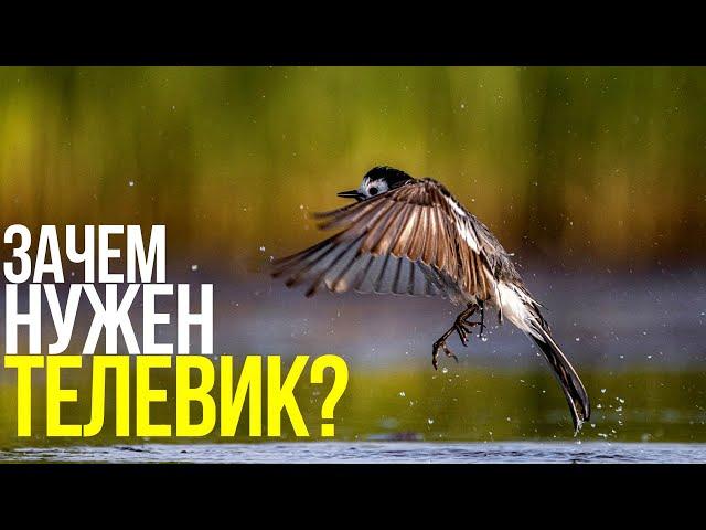 Как снимать птиц? | Фотосъемка на природе с Canon RF 600mm f/11 IS STM