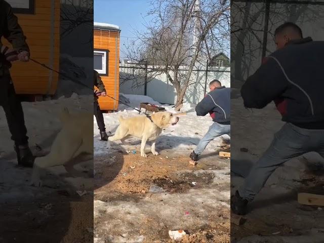 Алабай Север может и наказать. Дрессировка собак в Орехово-Зуево #алабай