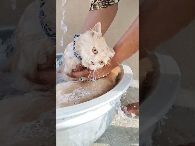 cat bathing #video #cat #viral