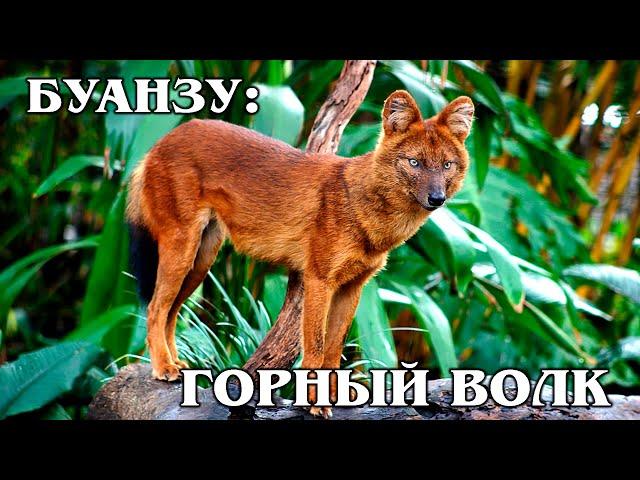 DHOLE: An Asian hybrid of fox, wolf and jackal? Interesting facts about wolves and animals