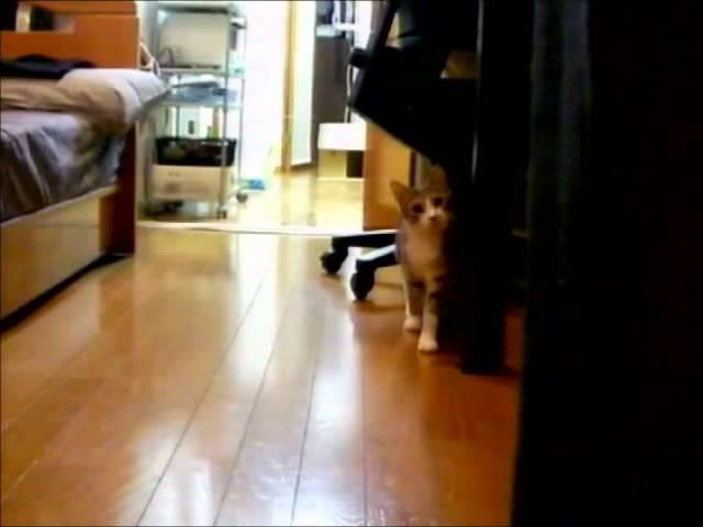 Sneaky Ninja Cat (Rudetube Version)