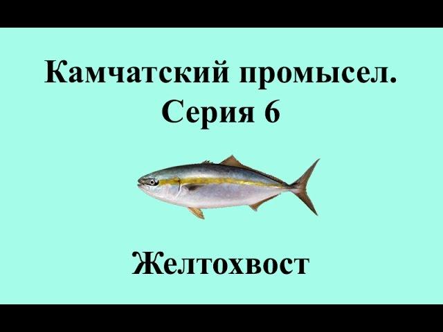 Русская Рыбалка 3.99 Камчатский промысел 6 - Желтохвост