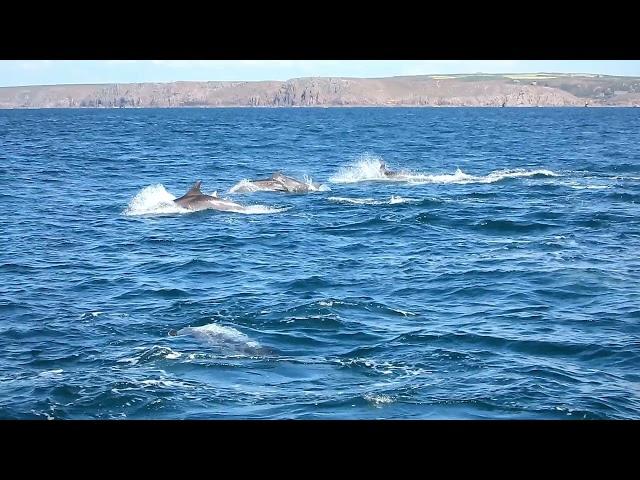 Bottlenose dolphin bowriding the Marine Discovery catamaran