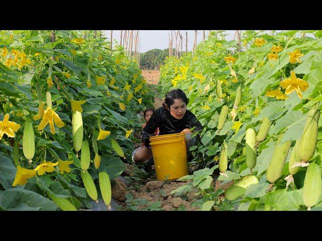 Easy Cucumber Growing Method to Give High Yield for Market Supply | Cucumber Growing Skill