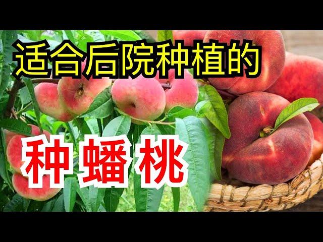 种蟠桃/果树的种植/適合在後院種植的果樹 How to Plant Flat Peach/Donut Peach/Saturn Peach