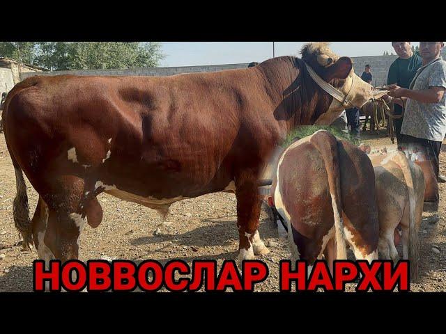 30 июля 2024 г АНДИЖОН ШАХРИХОН ЧУЖА МОЛ БОЗОРИ НОВВОСЛАР НАРХЛАРИ ANDIJON SHAXRIHOM CHÒJA MOL BOZOR