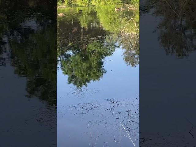 I see two families bring the young one for first day training In water