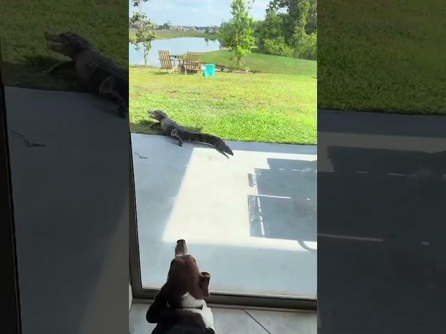 видео с Пикабу #юмор#смешно