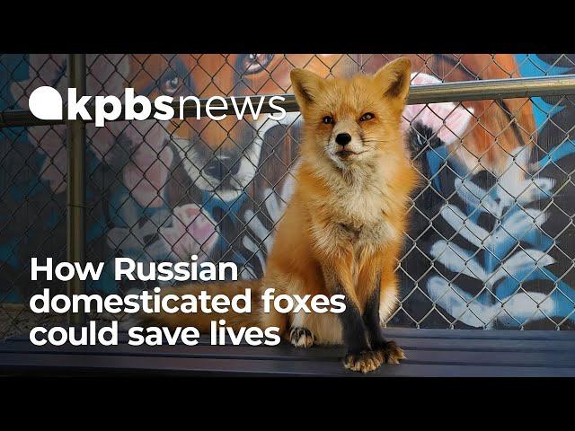 Outfoxing the wild: How Russian domesticated foxes could save lives