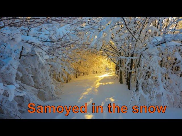 Первый снег 2020 !  Самоед в снегу ! Samoyed in the snow !