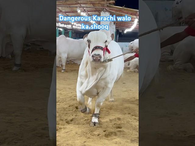 dangerous cow || maweshi mandi #cow #bull #cowmandi