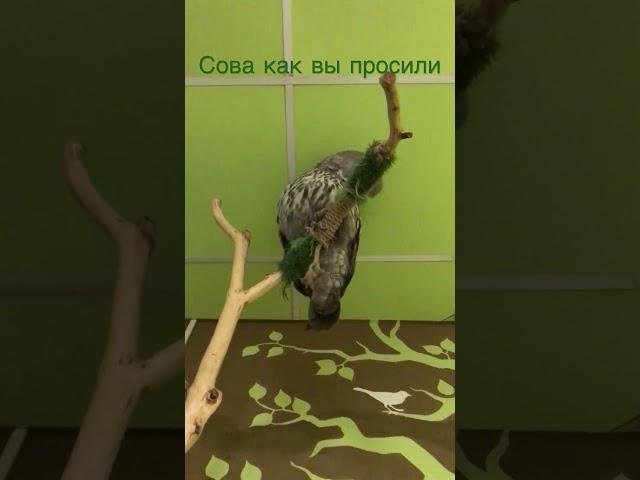 #чай #совы #сова #совушка #совунья #owl @СовиныйДом-ъ1б это их канал