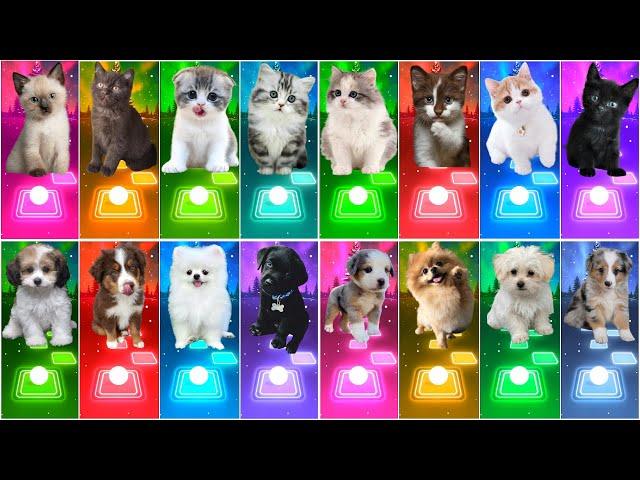 ALL CUTE CATS VS DOGS - IMAGINE DRAGONS - WAKA WAKA - SAVAGE LOVE - SHAPE OF YOU TILES HOP EDM RUSH