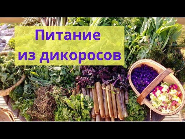 Питание из дикоросов 14 05 20