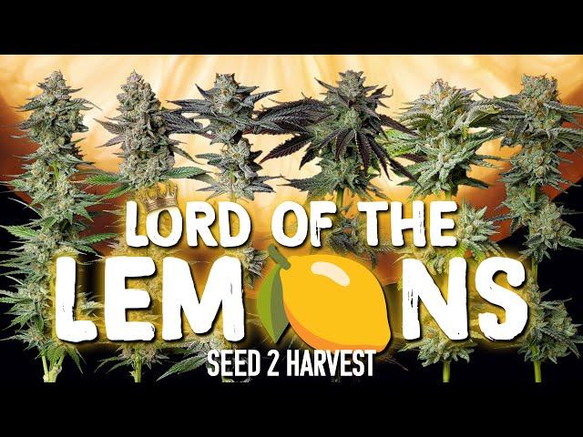 5 AMAZING Lemon and Citrus Phenos! Lord of the Lemons Seed To Harvest