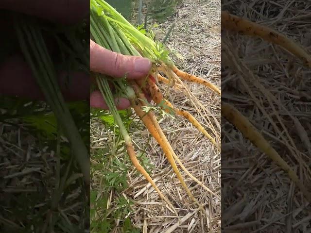 Overseeding Carrots? Here’s Why You Must Thin Them Out! 
