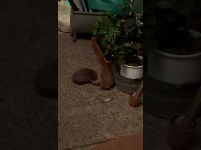 Igel Männchen und Igel Weibchen