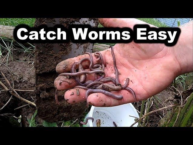 How to Catch Worms in Your Backyard - No Digging - How to Find Worms for Fishing