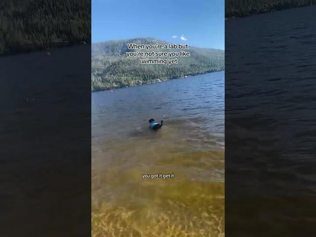 Getting more comfortable each time though! #dogswimming #dogslearningtoswim #dogsoftiktok #pupp