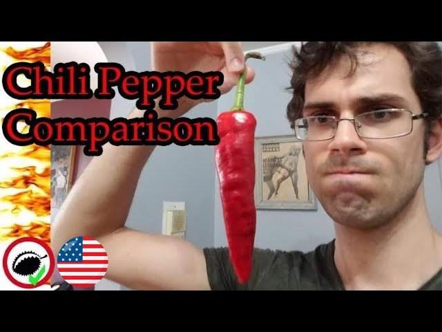 Hot Chili Reviews - Baclouti & Mutt Pepper