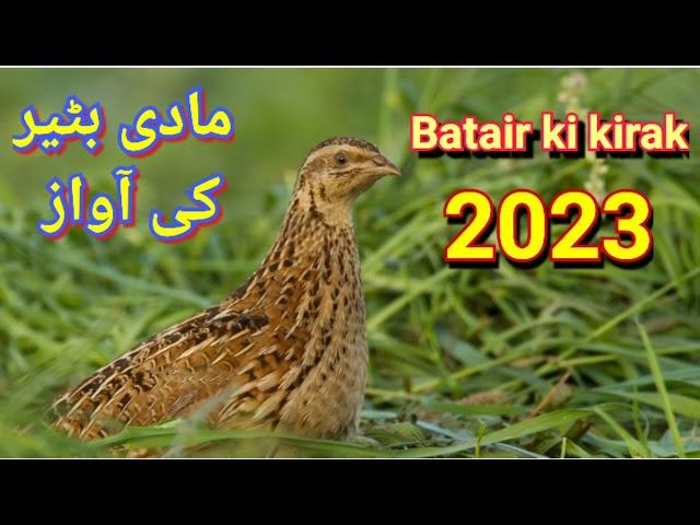 مادی بٹیر کی آواز //Batair ki kirak 2023