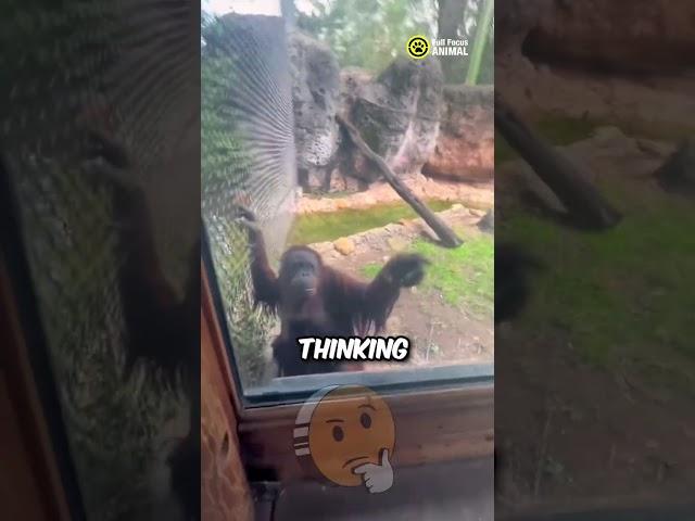 Smart Monkey Shocks Everyone