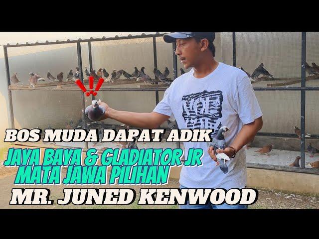  YOUNG SULTAN BUYS UP JAYA'S BROTHER BAYA & GLADIATOR JR  PURWOREJO IS IN EMERGENCY 