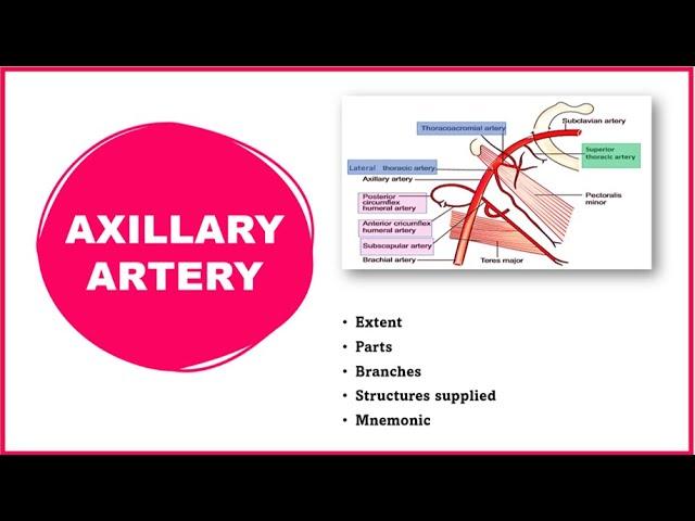 Axillary artery|  Axillary artery anatomy |  Extent, Parts and Branches |