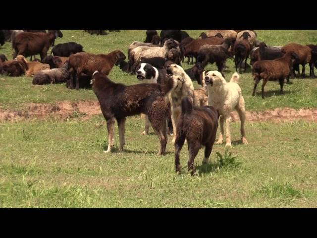 Разрешения конфликта между саги дахмарда из различных отар. Resolving conflict btw  sagi dahmarda