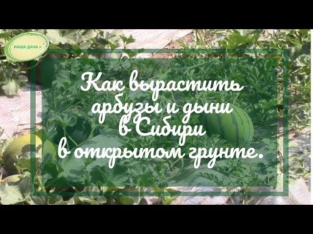 Как вырастить арбузы и дыни в Сибири по природному земледелию