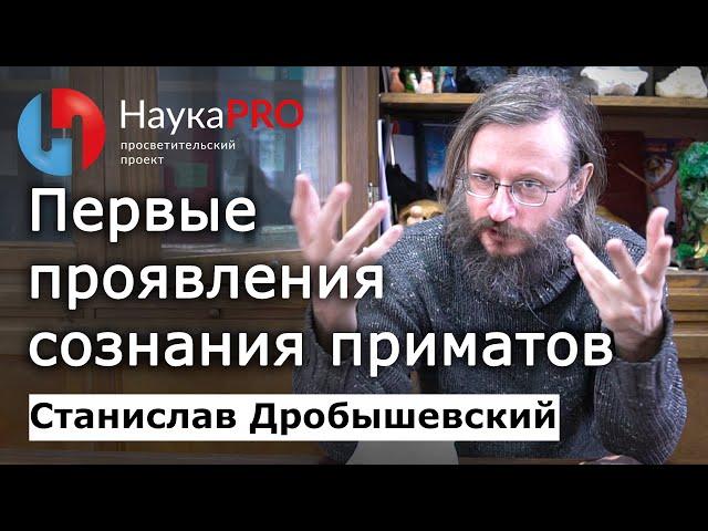 Первые проявления сознания приматов – Станислав Дробышевский | Лекции по антропологии | Научпоп