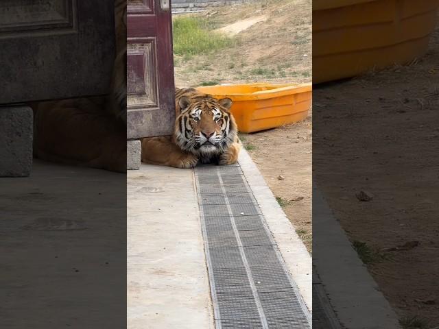 One Step Too Close… Bioga the Tiger Shows No Mercy! 