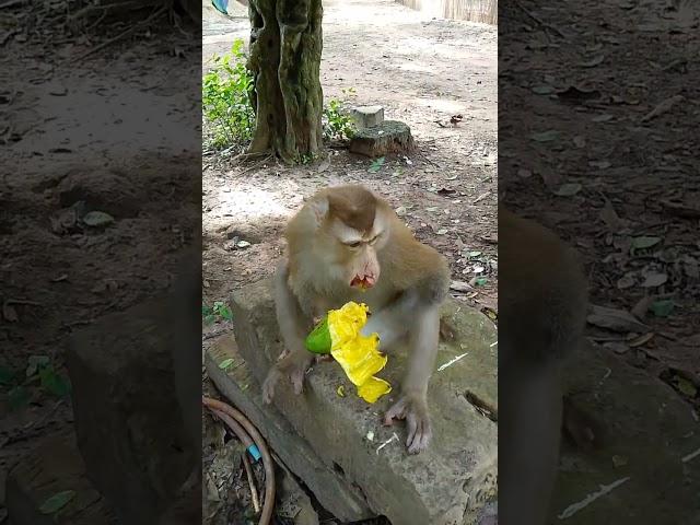 Omg! Pongo monkey