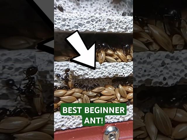 MESSOR BARBARUS: Best Beginner Ant! 